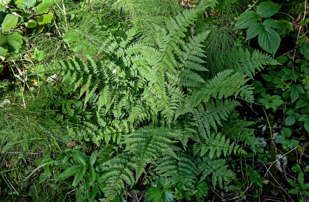 Изображение особи Dryopteris carthusiana.