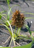 Carex macrocephala