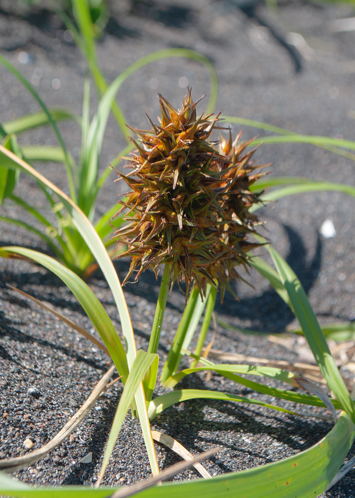 Изображение особи Carex macrocephala.