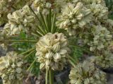 Archangelica brevicaulis