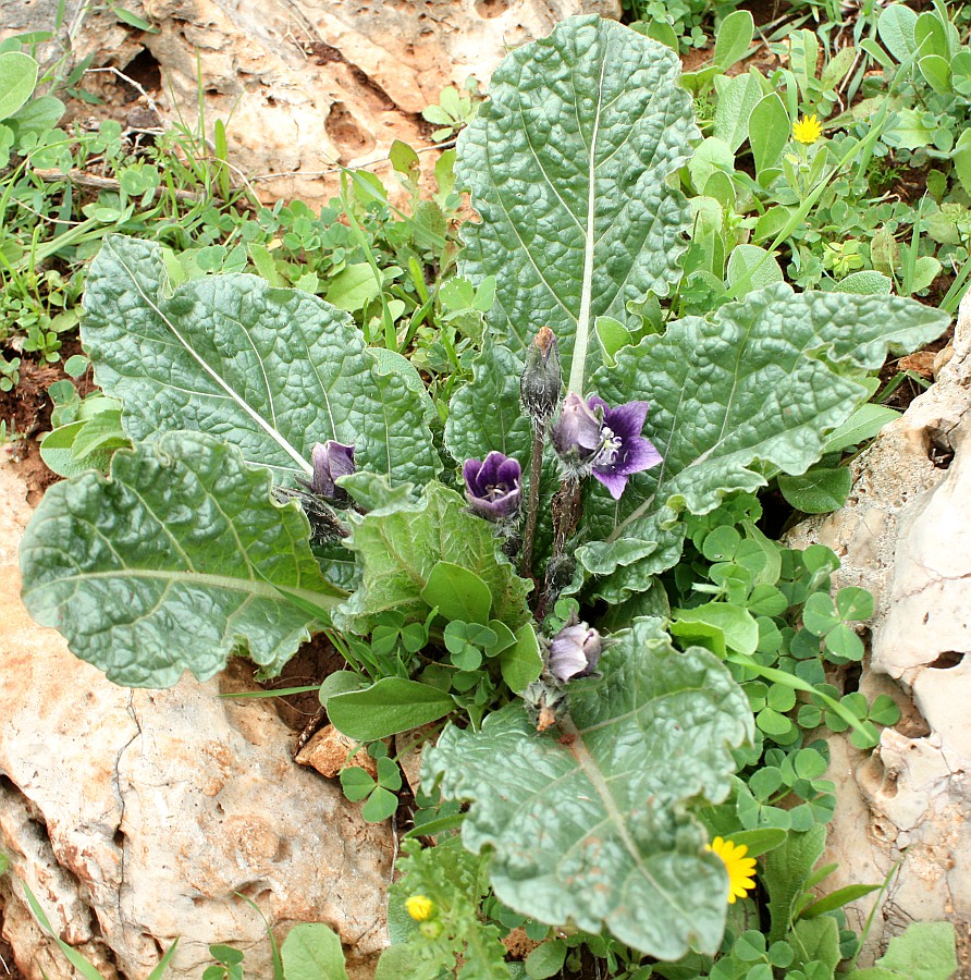 Изображение особи Mandragora officinarum.