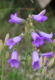 Campanula praealta