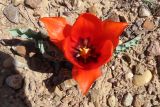Tulipa alberti