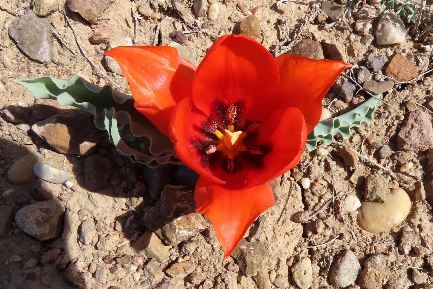 Image of Tulipa alberti specimen.
