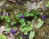 Viola odorata