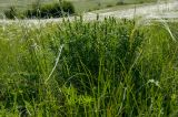 Dracocephalum ruyschiana. Растение с развивающимися соцветиями. Оренбургская обл., Беляевский р-н, Донской сельсовет, степь. 28 мая 2024 г.