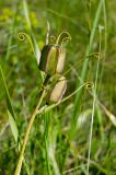 Fritillaria ruthenica