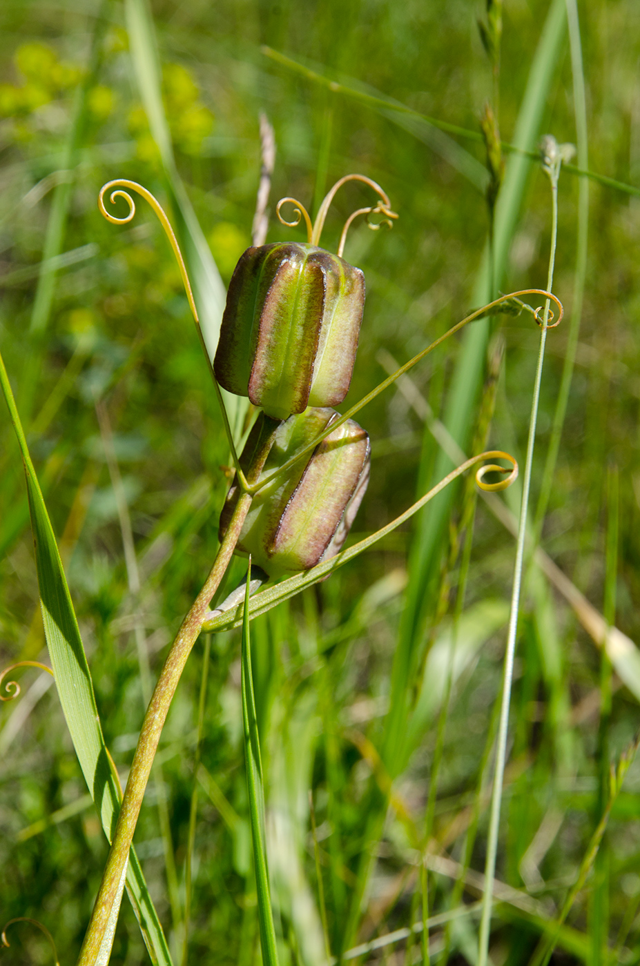 Изображение особи Fritillaria ruthenica.
