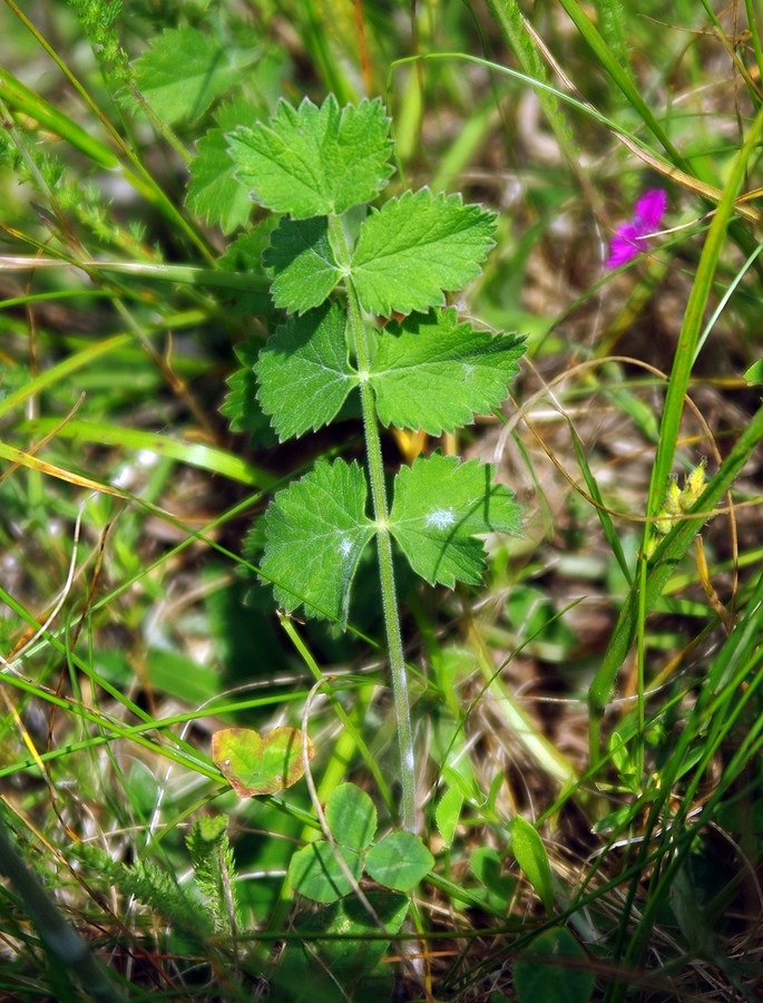 Image of Pimpinella nigra specimen.