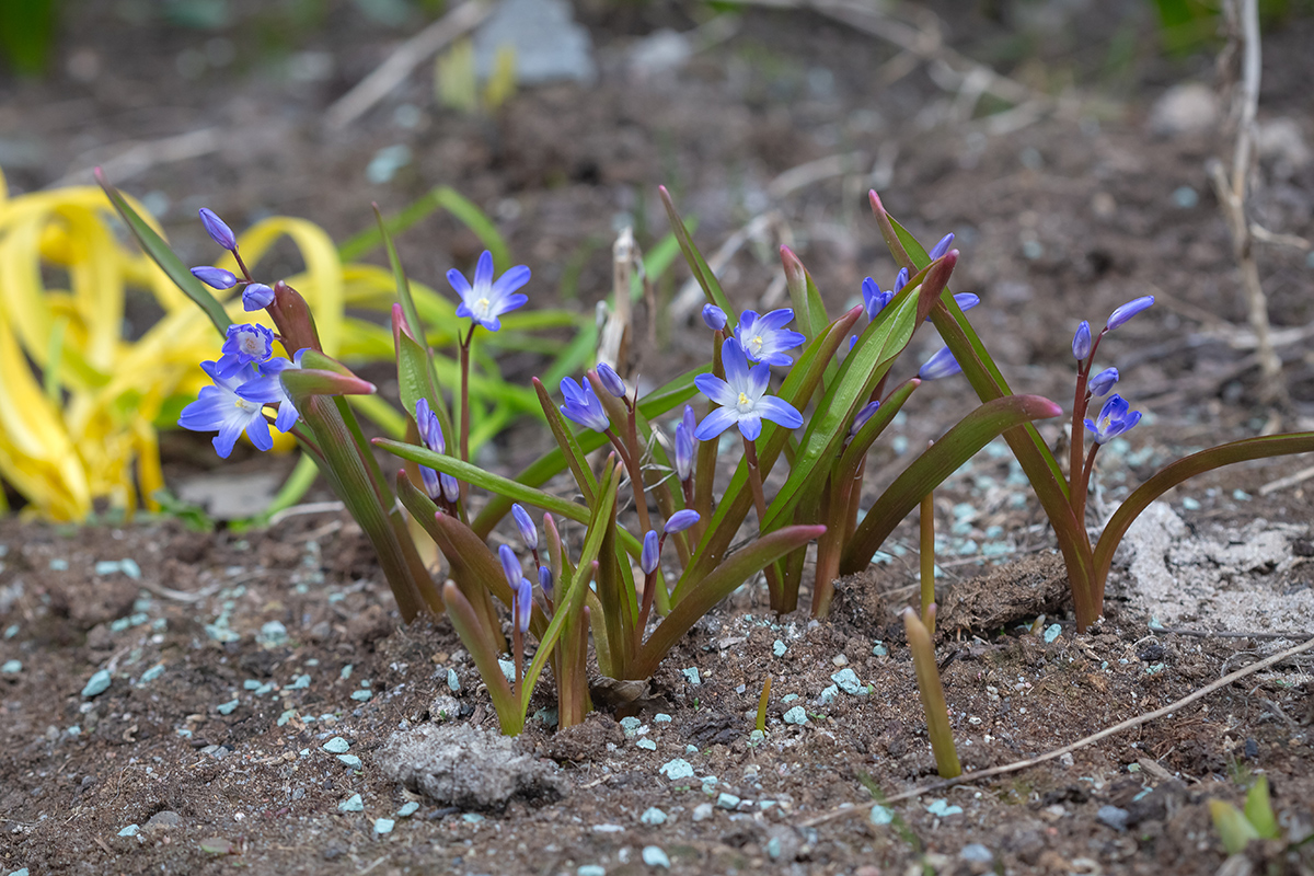 Image of Chionodoxa forbesii specimen.