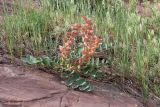 Astragalus tatjanae