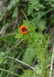 Adonis parviflora