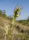 Himantoglossum caprinum. Верхушка побега с бутонизирующим соцветием. Краснодарский край, Крымский р-н, окр. станицы Неберджаевская, дол. р. Липки, пушистодубово-грабинниковый лес, скальное обнажение на месте старого заросшего карьера. 07.06.2025.