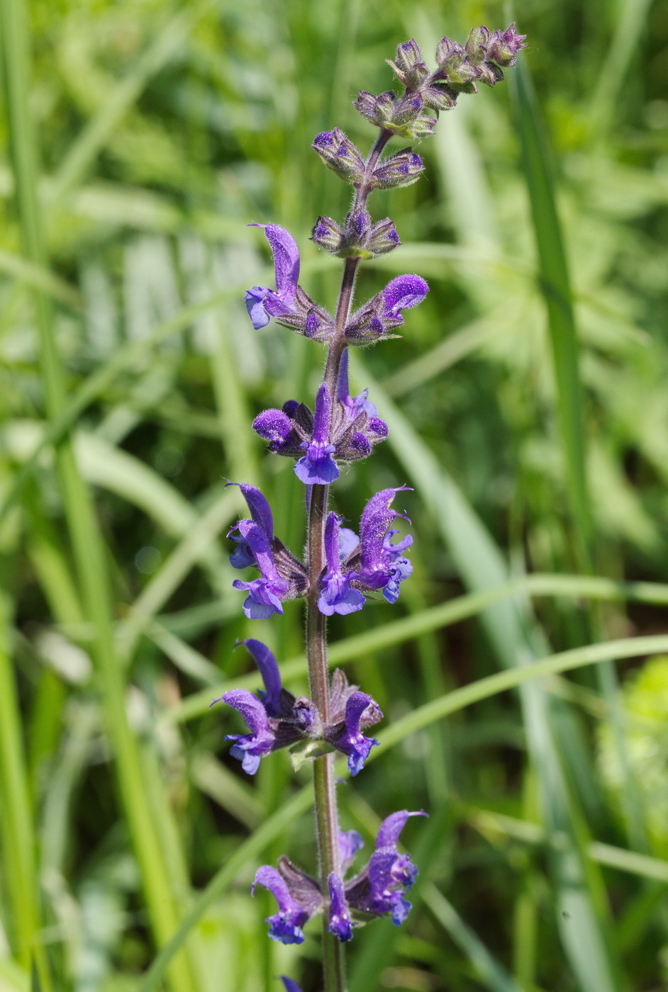 Изображение особи Salvia dumetorum.
