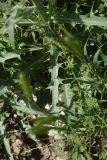 семейство Asteraceae. Часть листа. Турция, ил Карс, р-н Дигор, 3 км на северо-восток от с. Халыкышлак, выс. ок. 1300 м н.у.м., глинистый склон. 19 мая 2025 г.