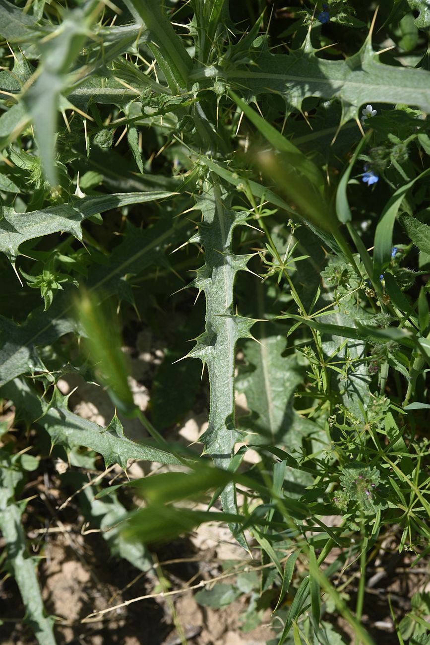 Image of familia Asteraceae specimen.