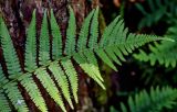 Dryopteris filix-mas