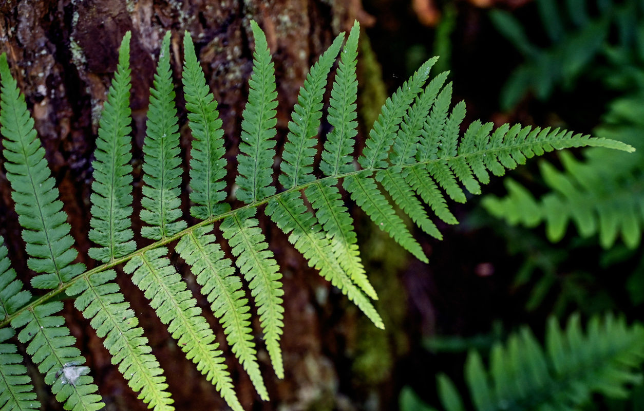 Image of Dryopteris filix-mas specimen.