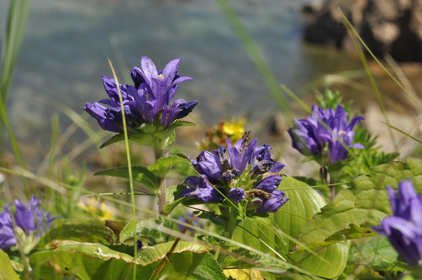 Изображение особи Campanula cephalotes.
