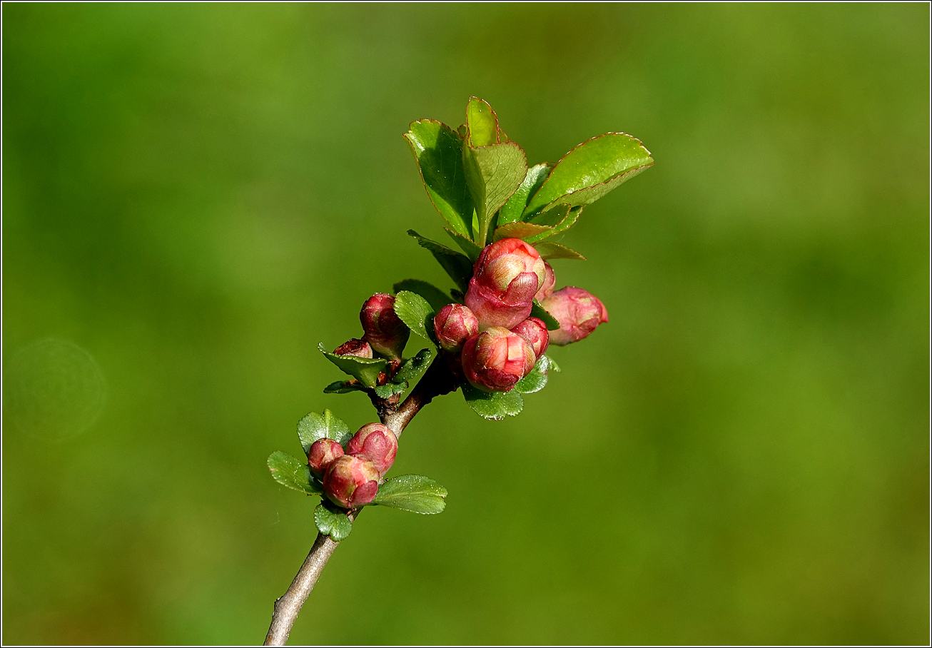 Image of Chaenomeles japonica specimen.