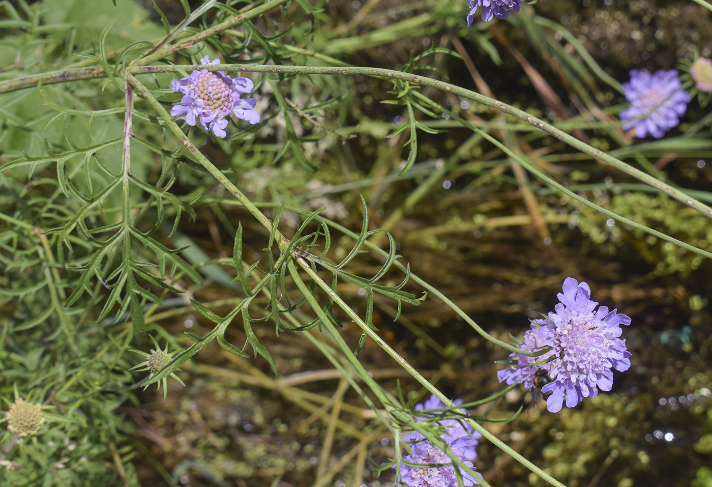 Изображение особи Scabiosa columbaria.
