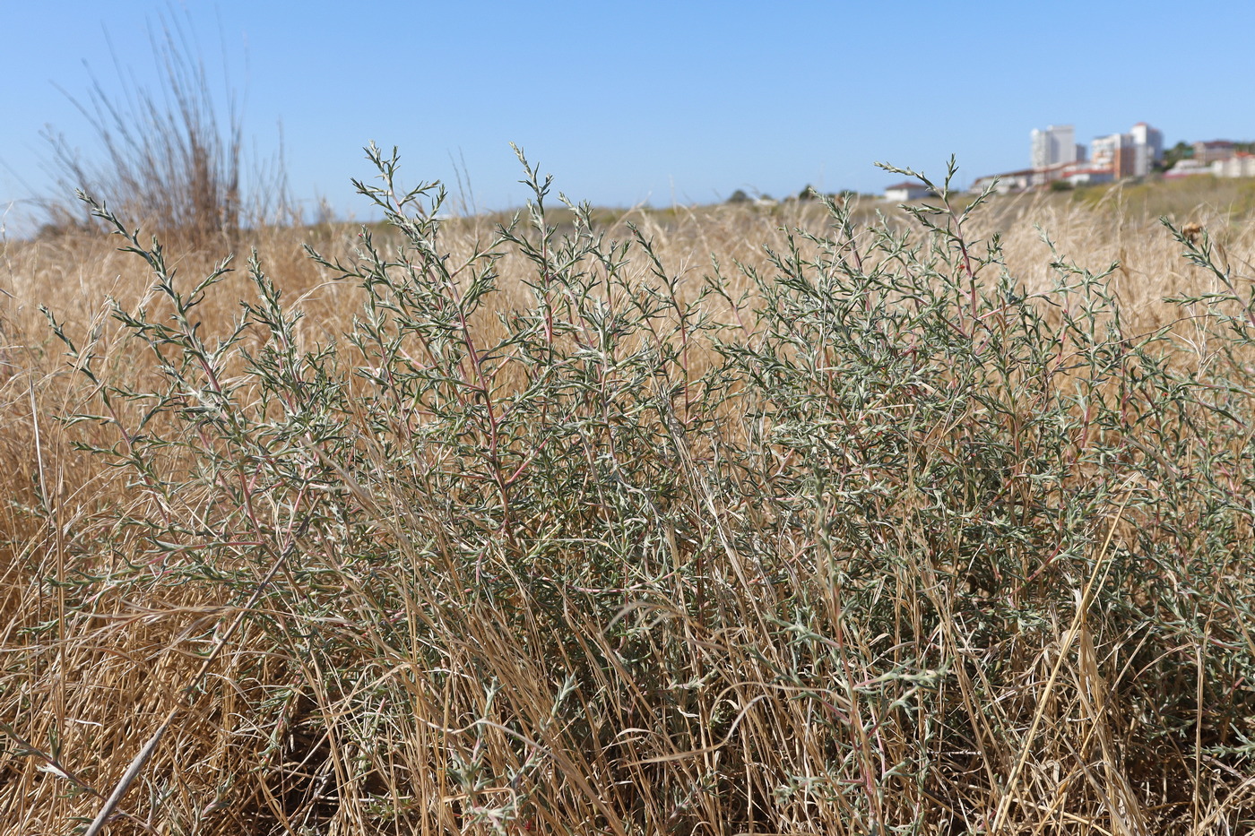 Изображение особи Petrosimonia triandra.