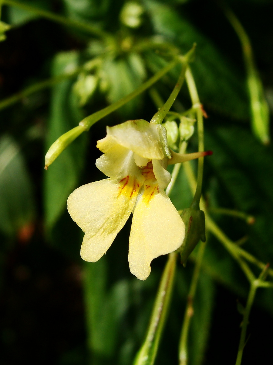 Image of Impatiens parviflora specimen.