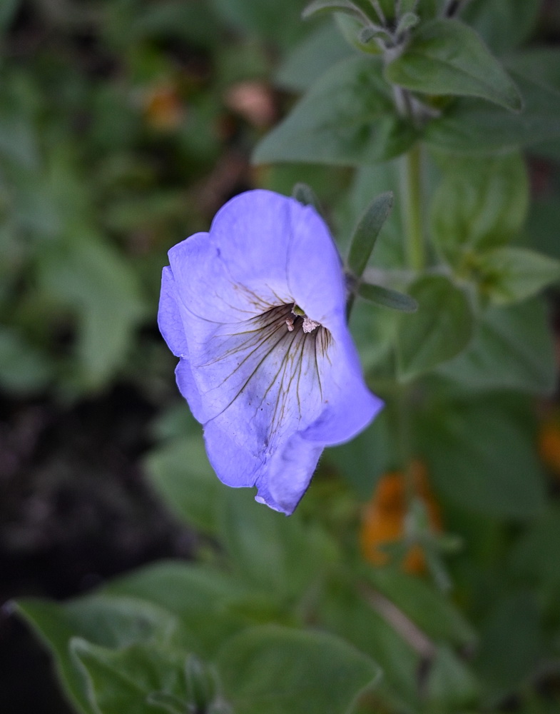 Изображение особи Неопознанный вид.