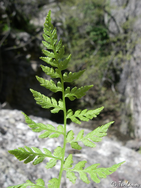 Image of Cystopteris fragilis specimen.