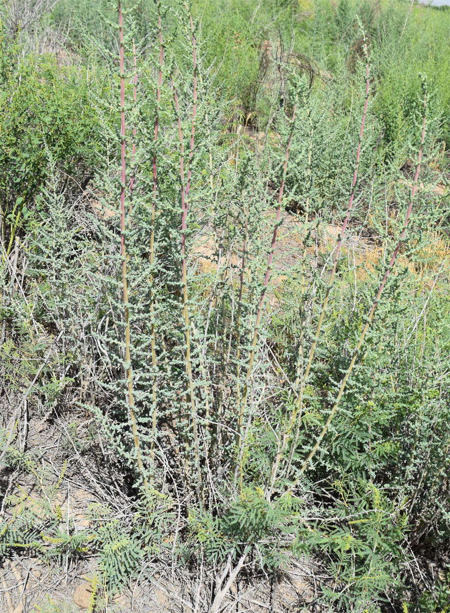 Image of familia Chenopodiaceae specimen.