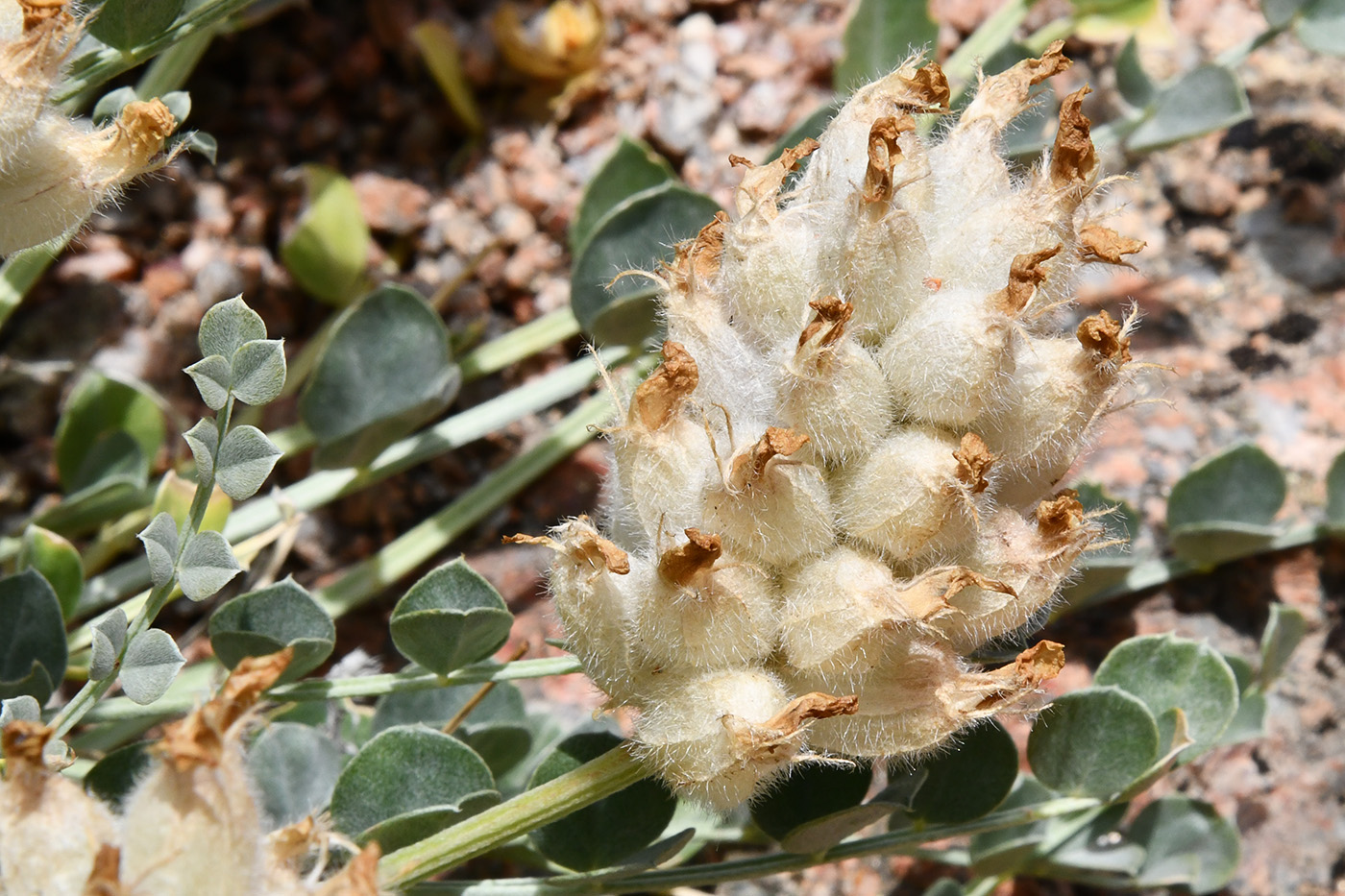 Image of Astragalus ellipsoideus specimen.