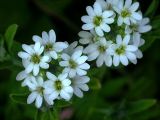 Изображение особи. Автор - Ростислав Лежоев