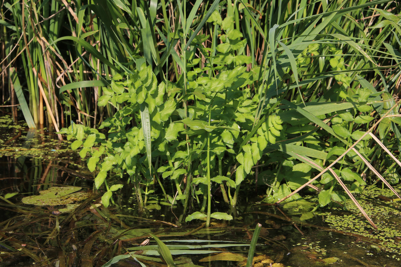 Image of Berula erecta specimen.