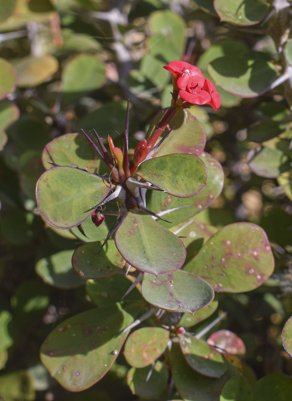 Изображение особи Euphorbia splendens.