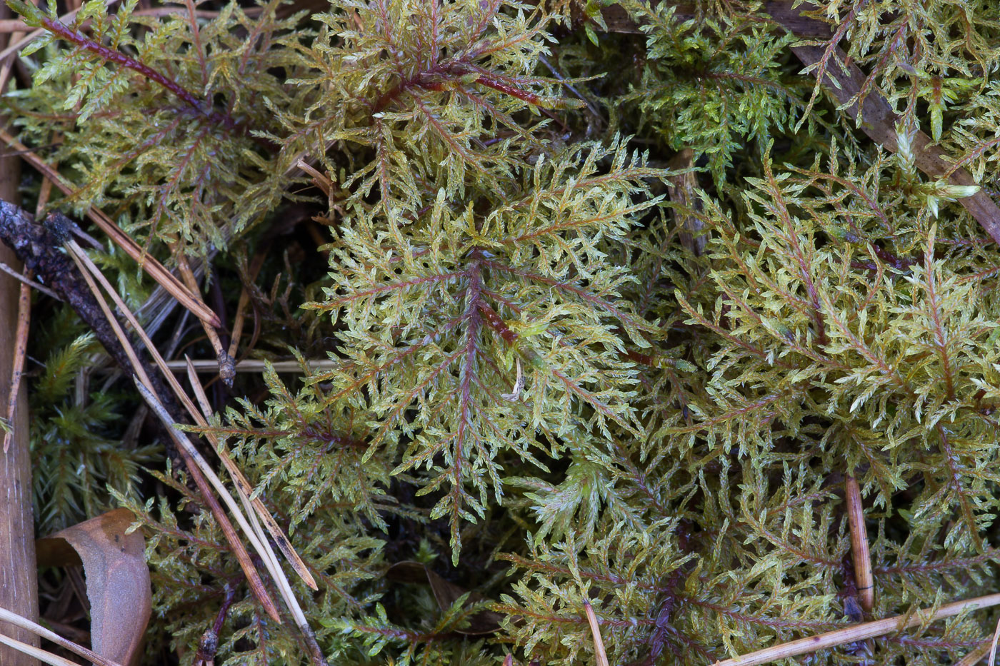 Изображение особи Hylocomium splendens.