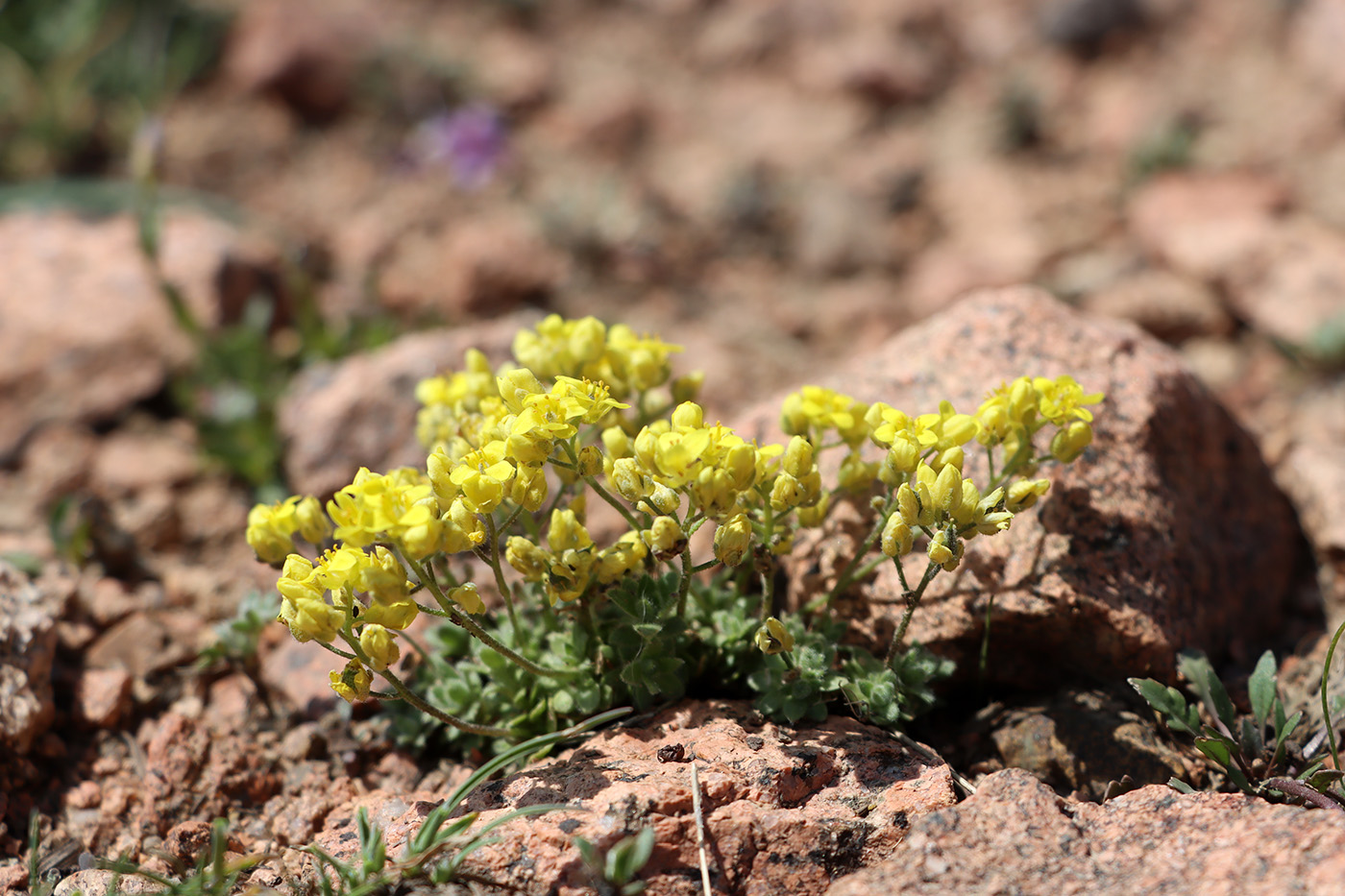 Изображение особи Draba alberti.