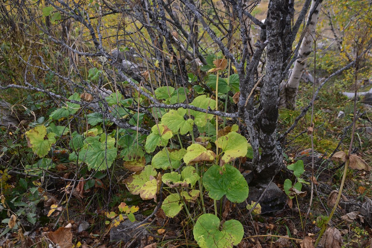 Изображение особи Valeriana tiliifolia.