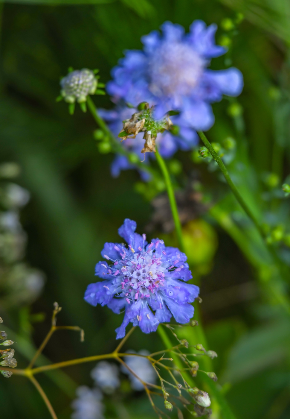 Изображение особи Scabiosa lachnophylla.