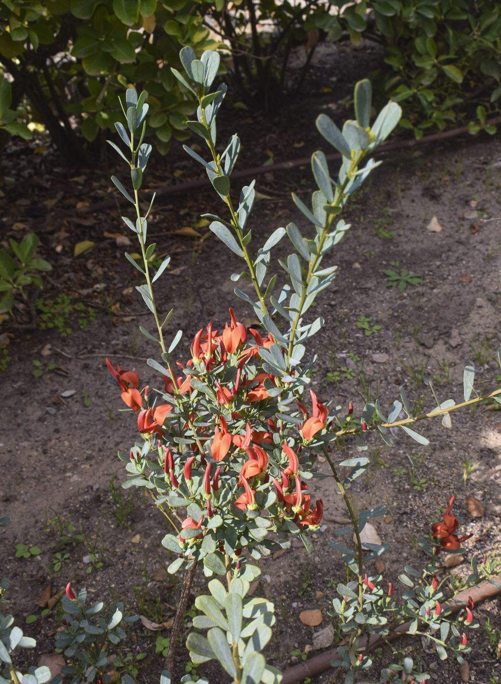 Изображение особи семейство Fabaceae.