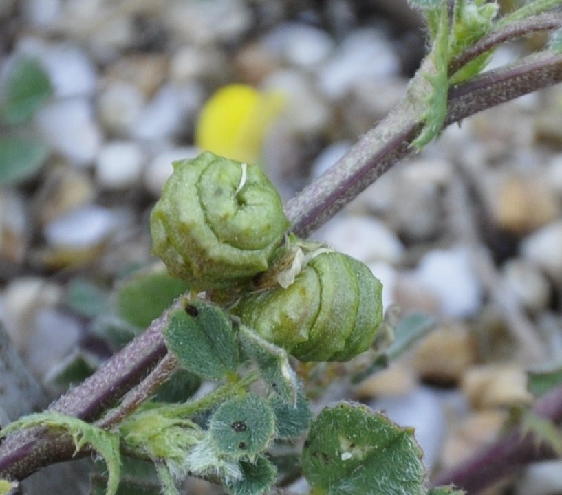 Image of Medicago littoralis specimen.