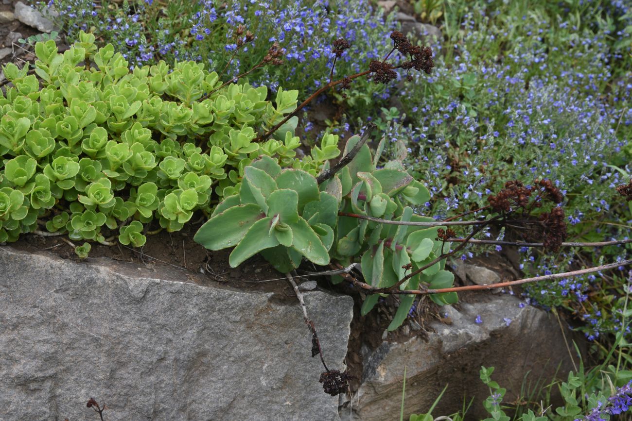 Image of Unknown species specimen.