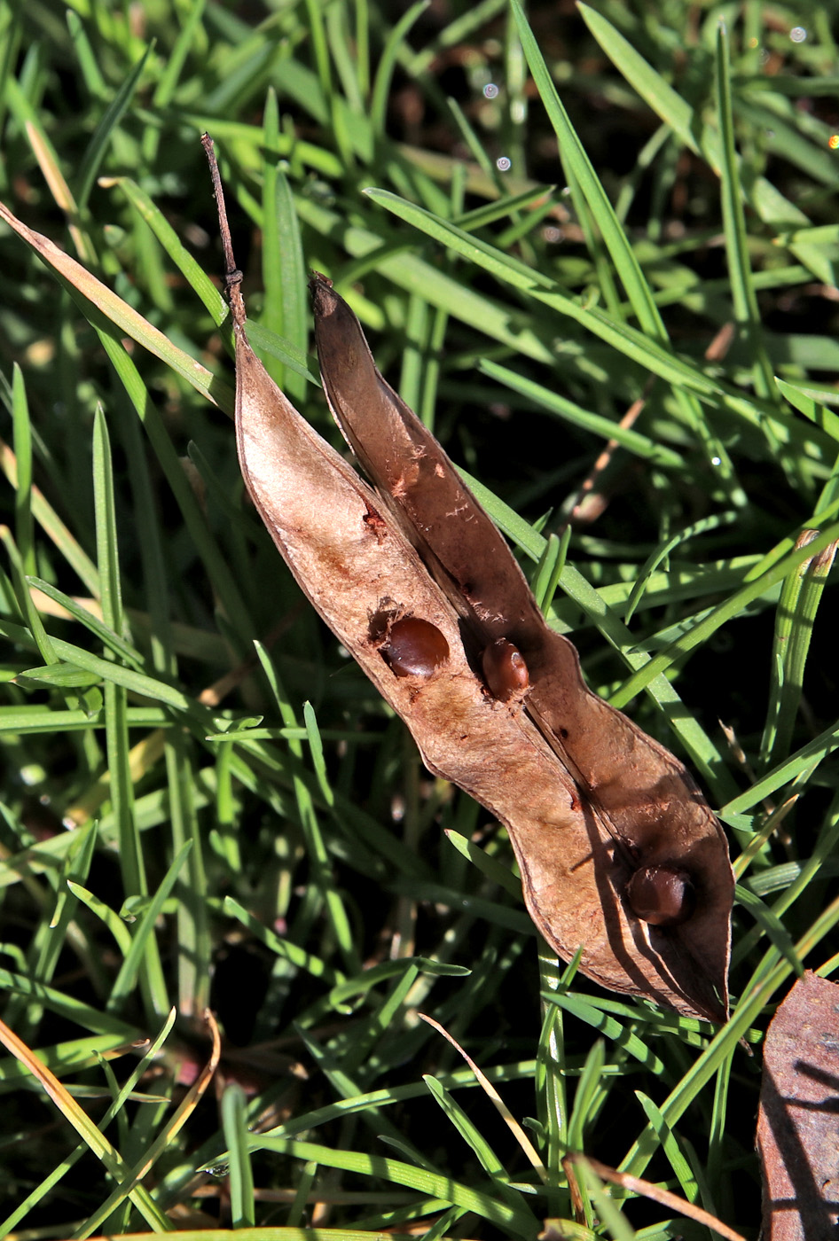 Изображение особи Cercis chinensis.