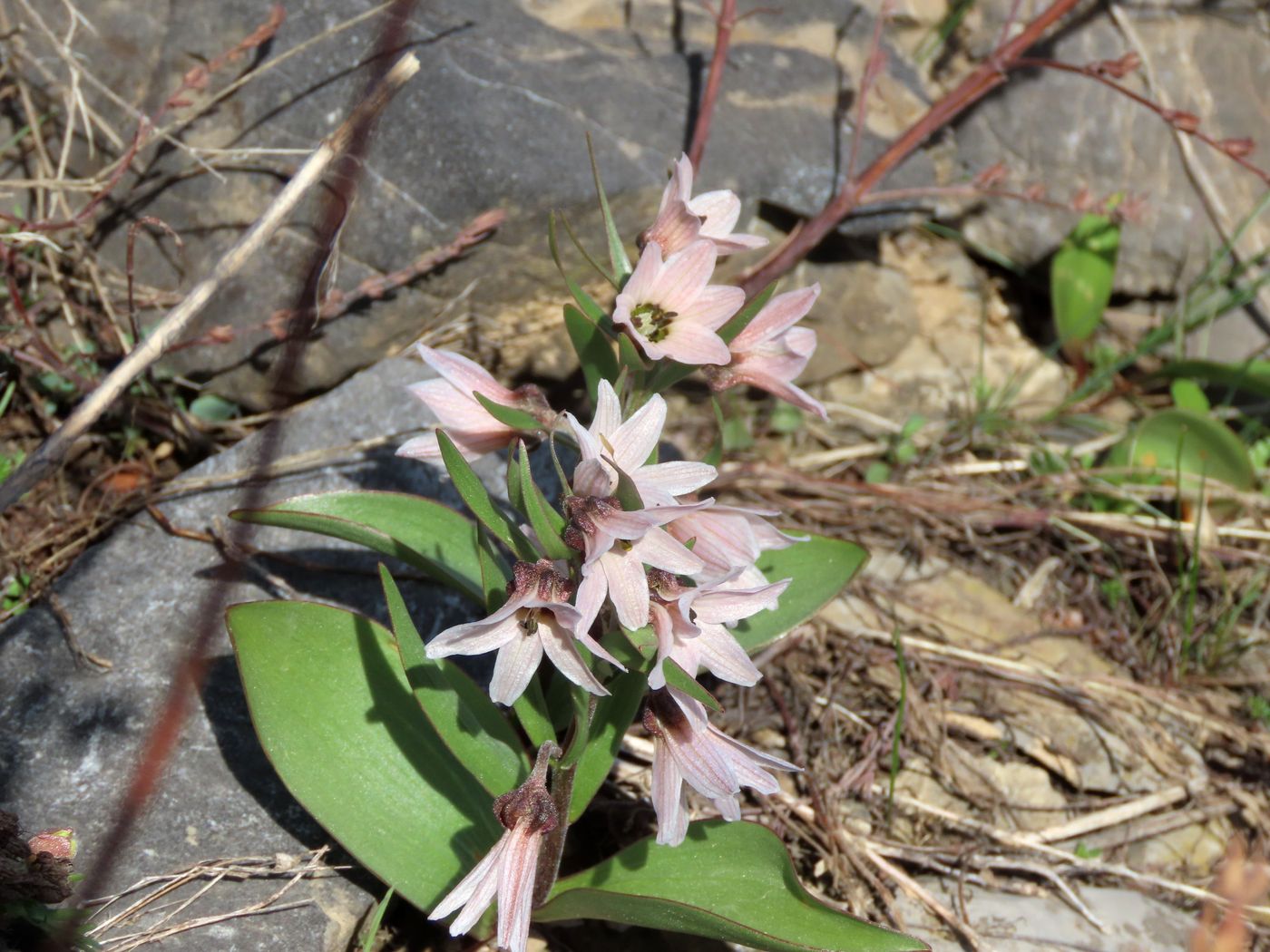 Image of Rhinopetalum stenantherum specimen.