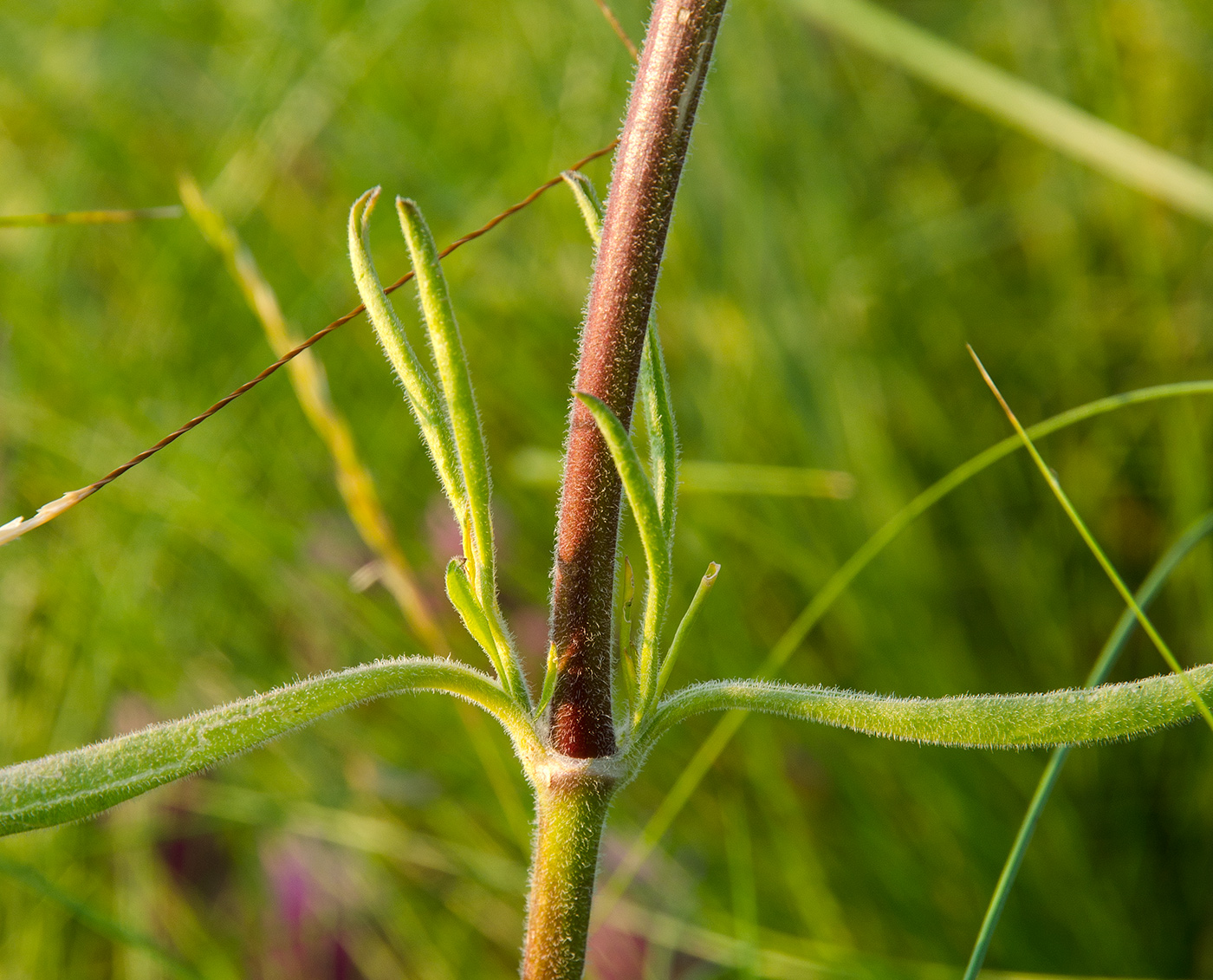 Image of Silene borysthenica specimen.