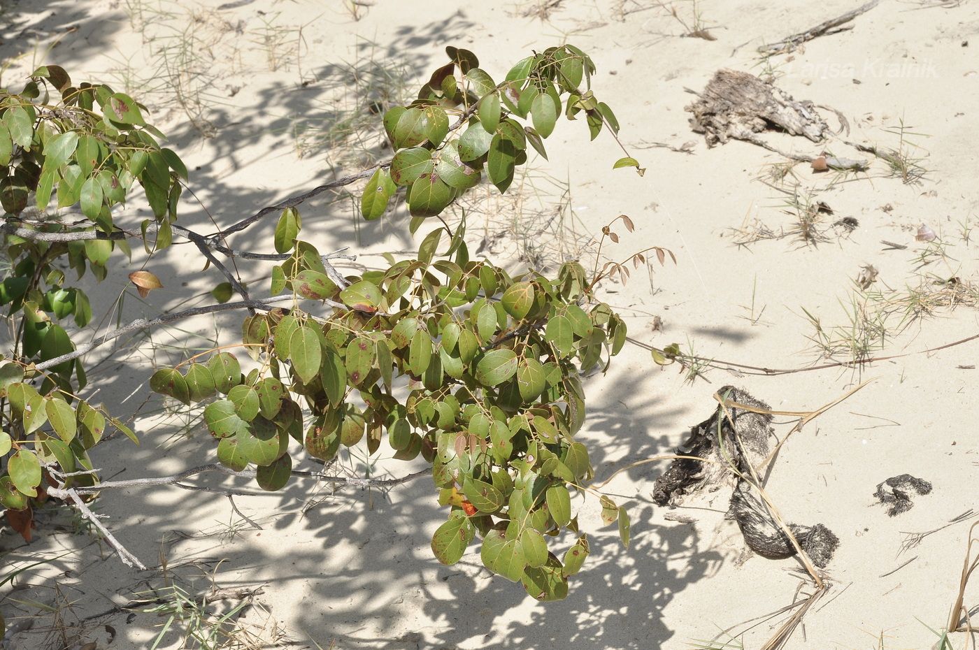 Изображение особи Connarus paniculatus.