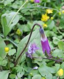 Erythronium sibiricum