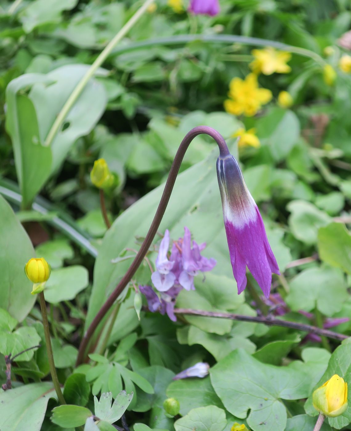 Image of Erythronium sibiricum specimen.