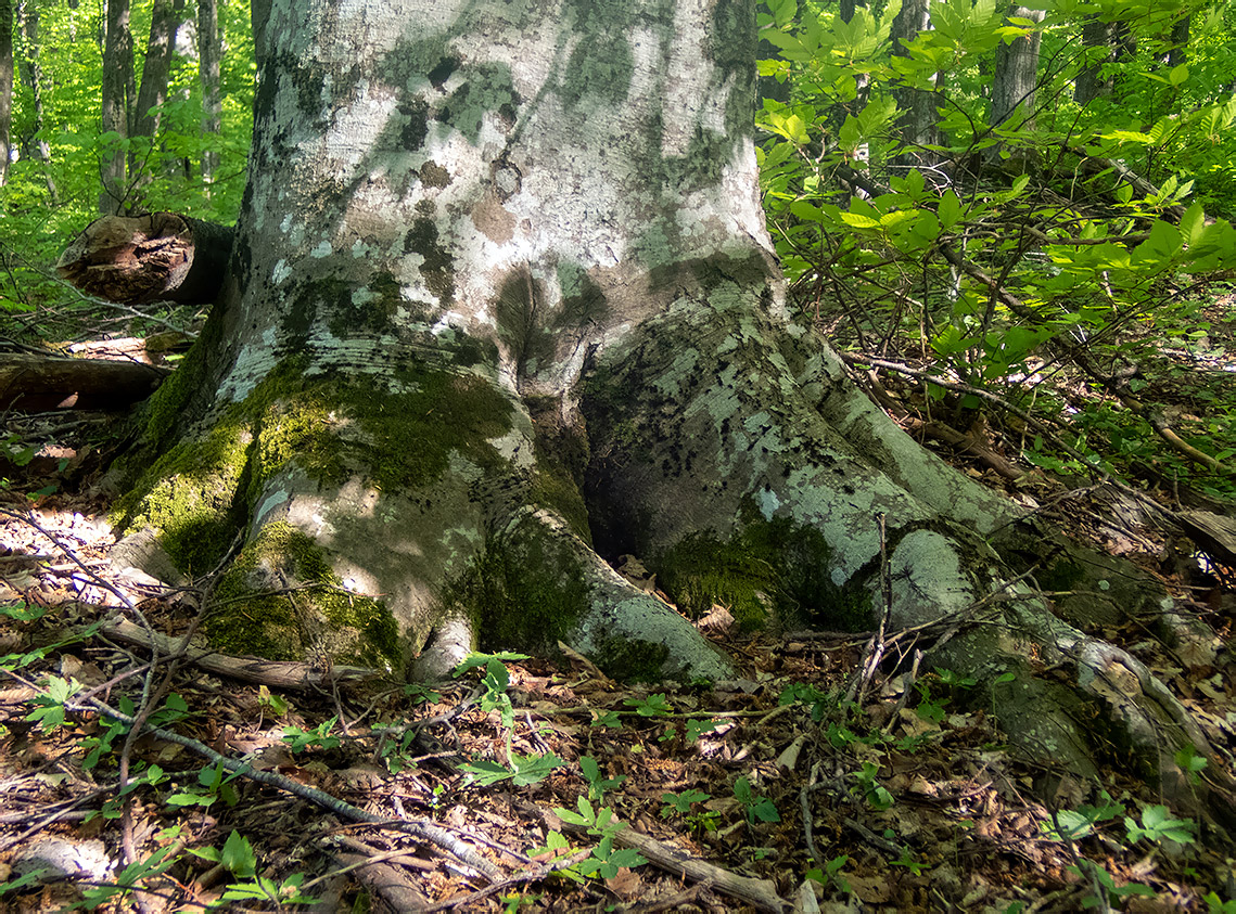 Image of Fagus × taurica specimen.