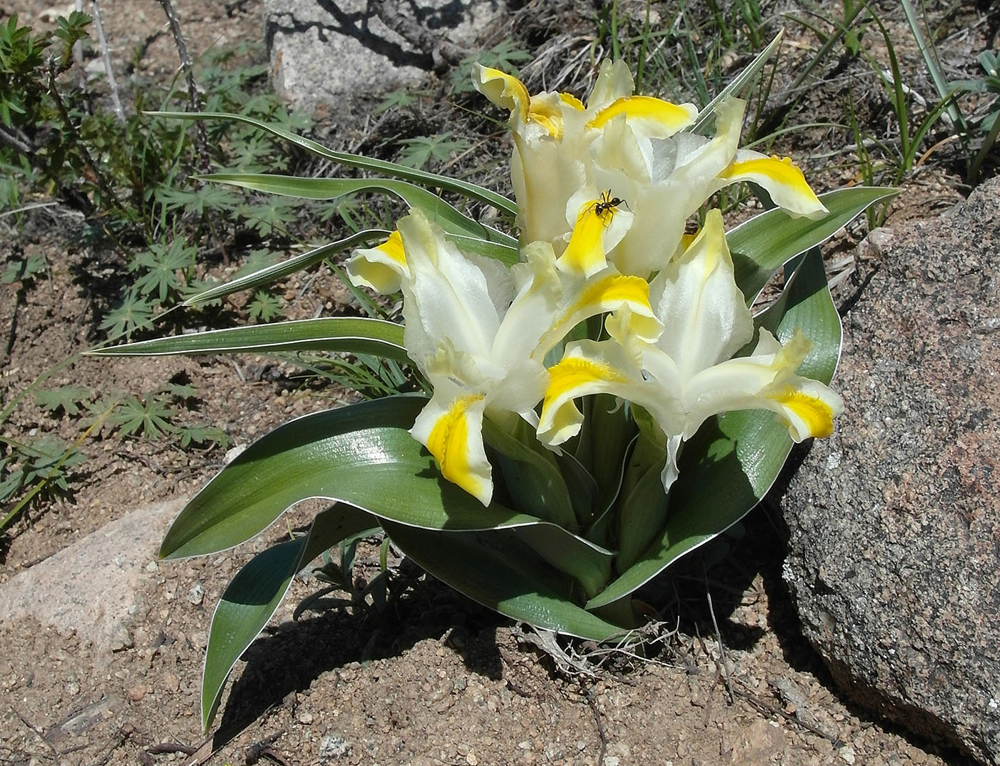 Image of Juno orchioides specimen.