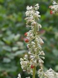 genus Rheum. Часть соцветия с завязывающимися плодами. Тульская обл., Богородицкий р-н, пос. Товарковский, дачный участок. 30.05.2026.